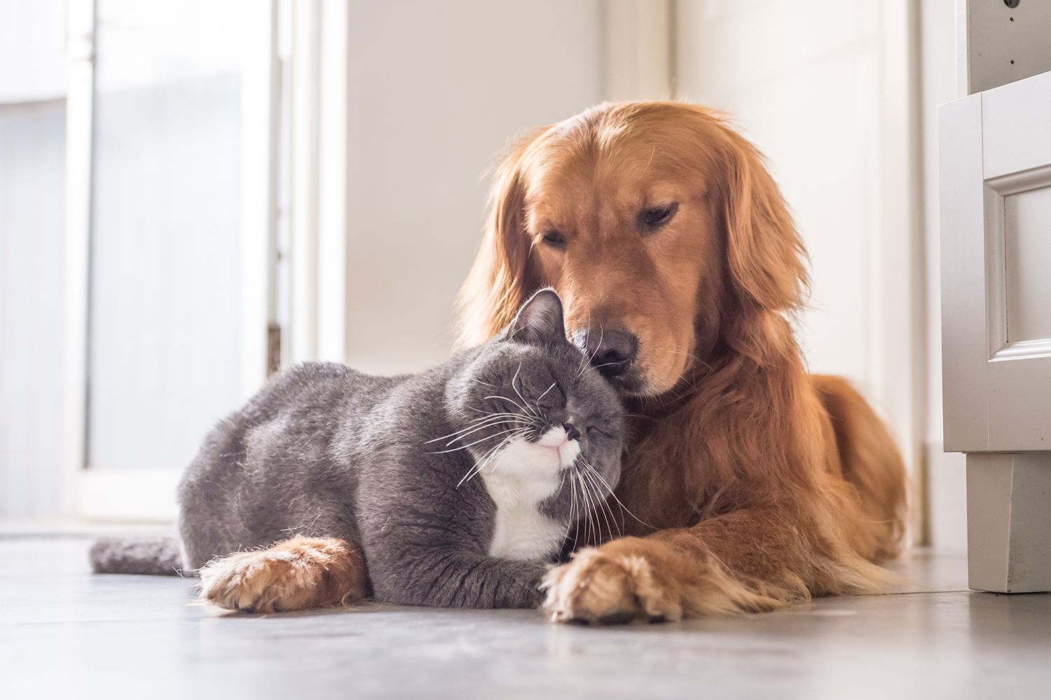 Arf Arf 旺芙 hero banner